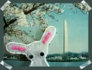 Bunny*