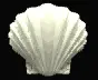 seashell