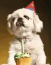 happy birthday dog