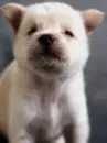 akita puppy 