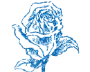 blue rose