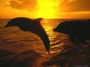 beautiful dolphins