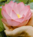 lotus