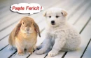 paste fericit