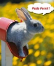 paste fericit