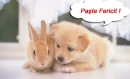 paste fericit