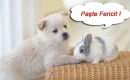 paste fericit