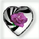 Rose in Heart