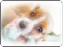 cute dog
