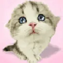 Kitten crying