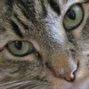 luv cat