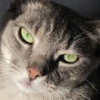 luv cat bushy
