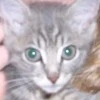 luv cat baby bushy