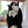strange luv cat sylvester