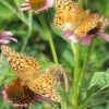 butterfly reflection