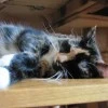 luv cat cleo sleepy
