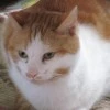 luv cat frisky 
