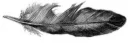 feather