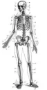 skeleton