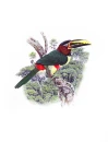 AraÃ§ari- castanho Pteroglossus castanotis