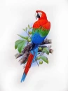 arara-vermelha   Ara chloroptera