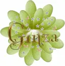 Ginza