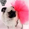 pug dance with me 