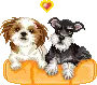 Puppies
