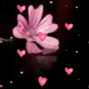 Background - Pink Flower Floating Hearts