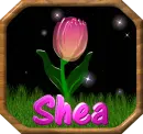 Shea