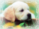 cute dog