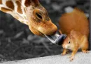 Giraffe&Squirrel