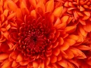 Chrysanthem