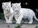 felino molto carinooo