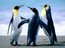 Penguin Love