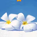 White twins Flower