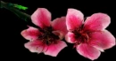 japanese cherry blossoms