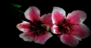 japanese cherry blossoms2