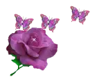 Background - Butterflies and Purple Rose