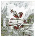 rooster