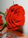 rose love