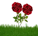 Roses with green grass
