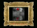 Red Rose in rain