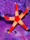 colorful starfish