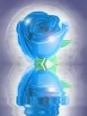 blue rose on the water