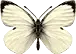 white butterfly avatar