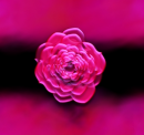 Pink Rose with pink smoke