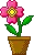 flower5
