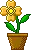 flower6