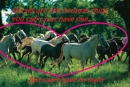 Horses and potatoe chips <3